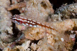 Image of Adorned dwarfgoby