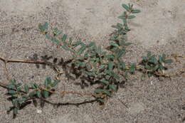 Image of boquillas sandmat