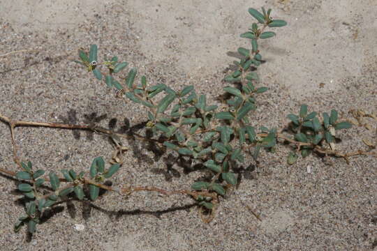 Euphorbia golondrina L. C. Wheeler resmi