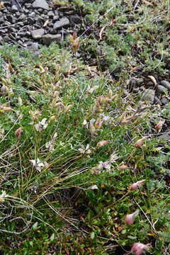 Image of Oxytropis arctica subsp. taimyrensis