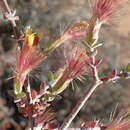 Image of Pteronia erythrochaeta DC.