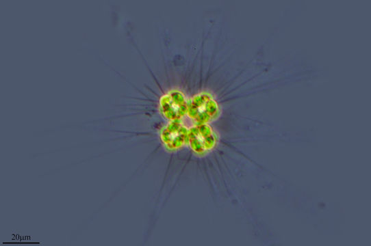 Image of <i>Micractinium quadrisetum</i> (Lemmermann) G. M. Smith 1916