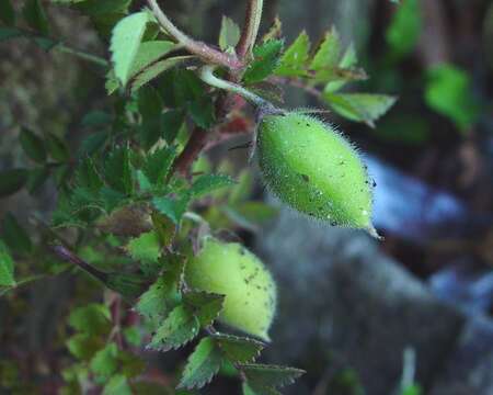 Image of chick pea