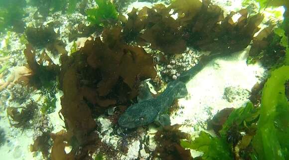 Image of Chilean Catshark