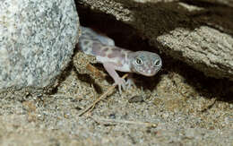 Image of Western Banded Gecko