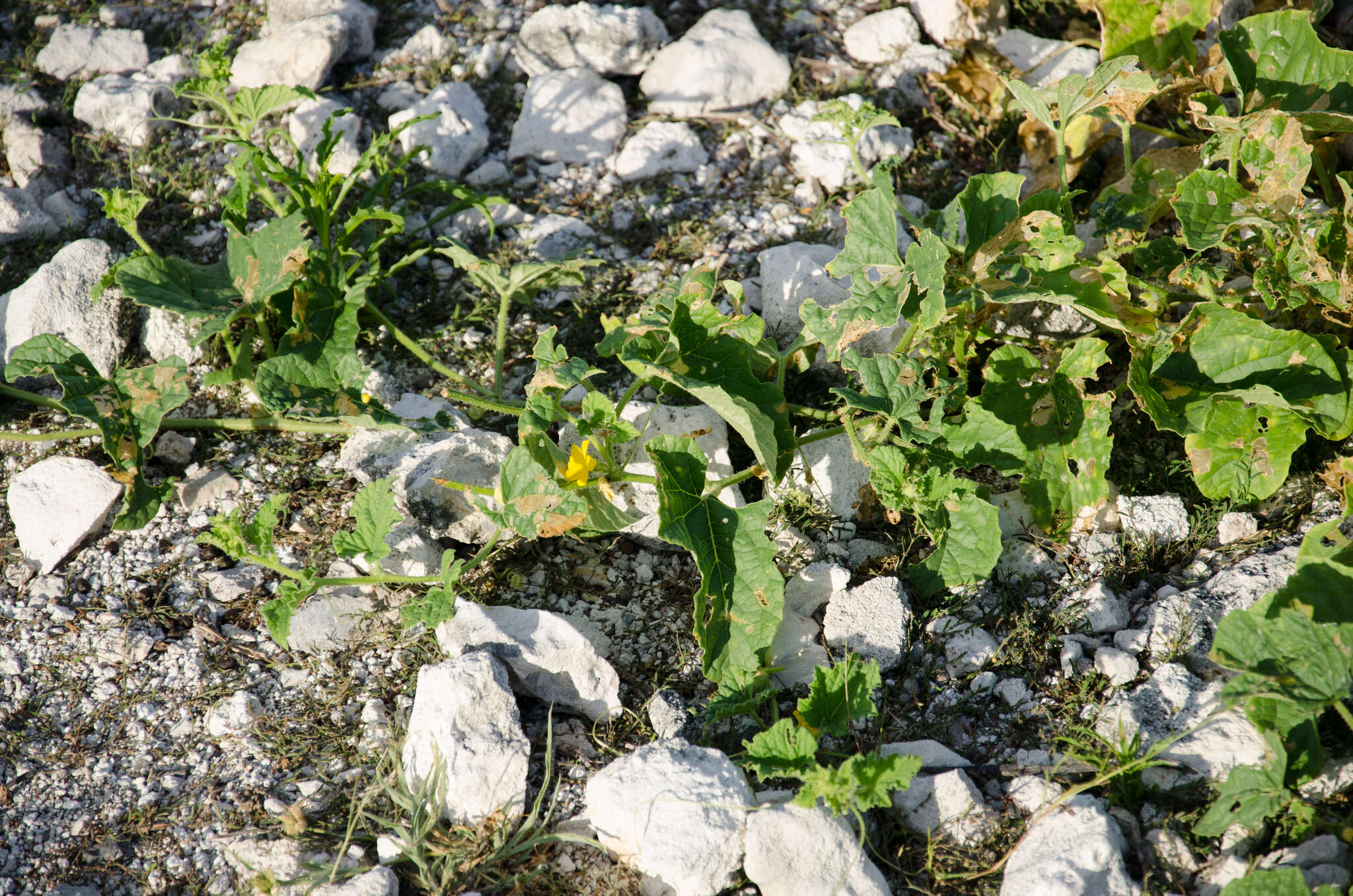 Image of Cucumis melo var. agrestis Naudin