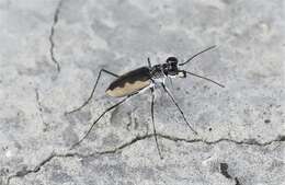 Image of White-cloaked Tiger Beetle