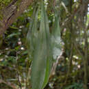 Image of winged lineleaf fern