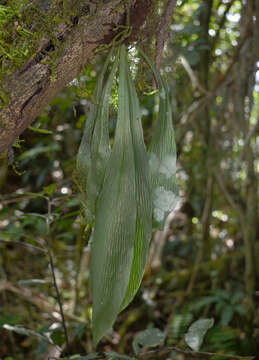 Image of winged lineleaf fern