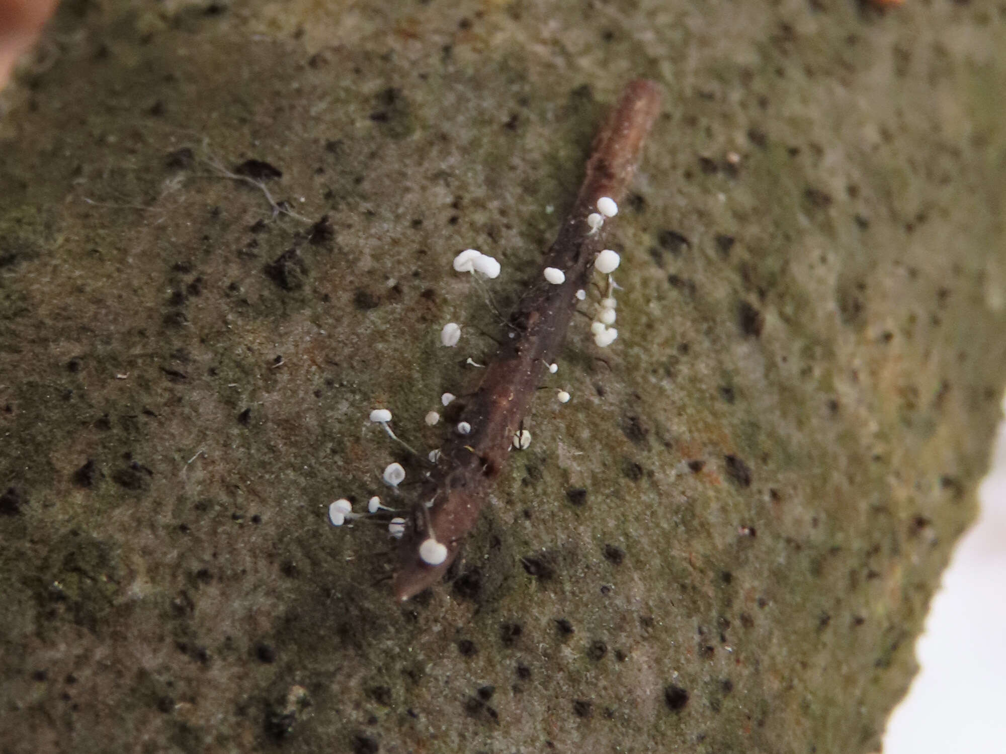 Ombrophila juniperinella (P. Karst.) Boud. 1907的圖片