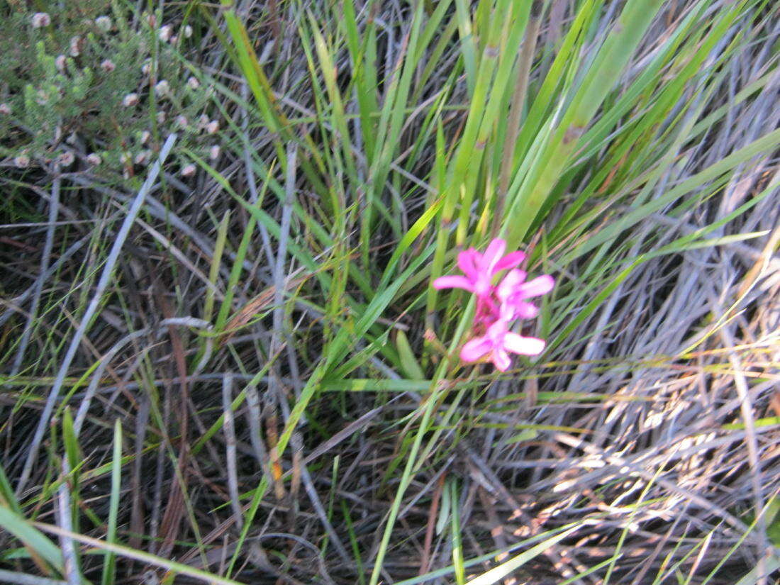 Image de Disa gladioliflora Burch. ex Lindl.