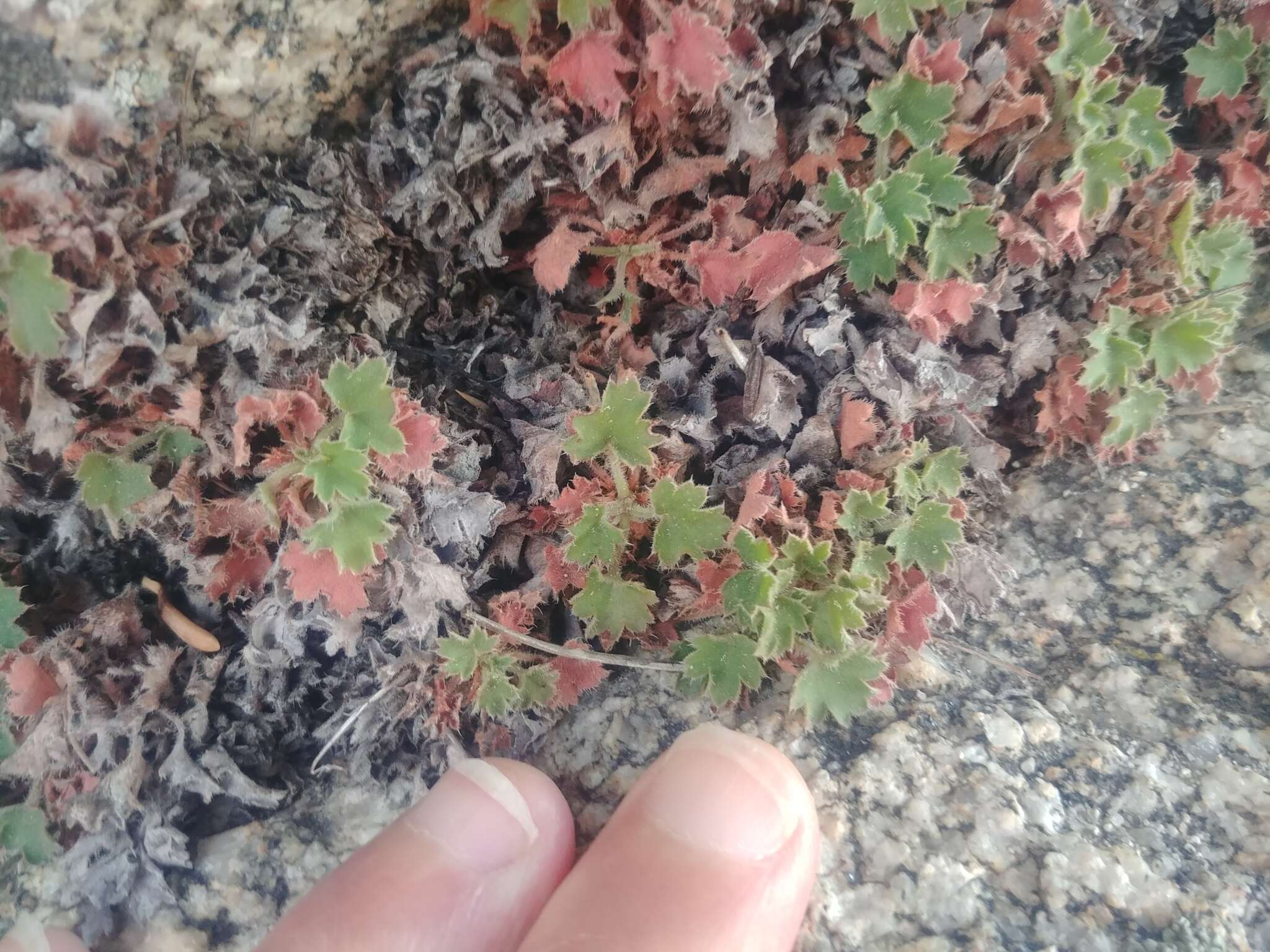 Image de Heuchera elegans Abrams