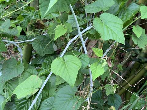 Image of Cissus kerrii Craib