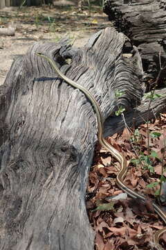 Image of Stripe-bellied Sand Snake