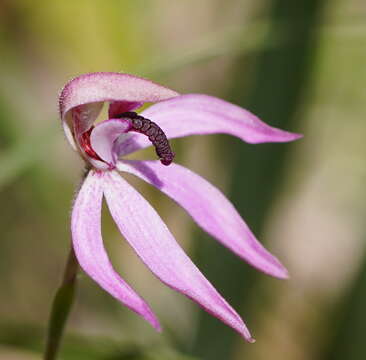 Image of Black-tongue caladenia