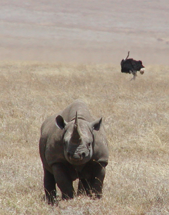 endangered black rhinoceros