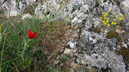 Image of blackspot hornpoppy