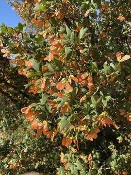 Image of Cretan maple