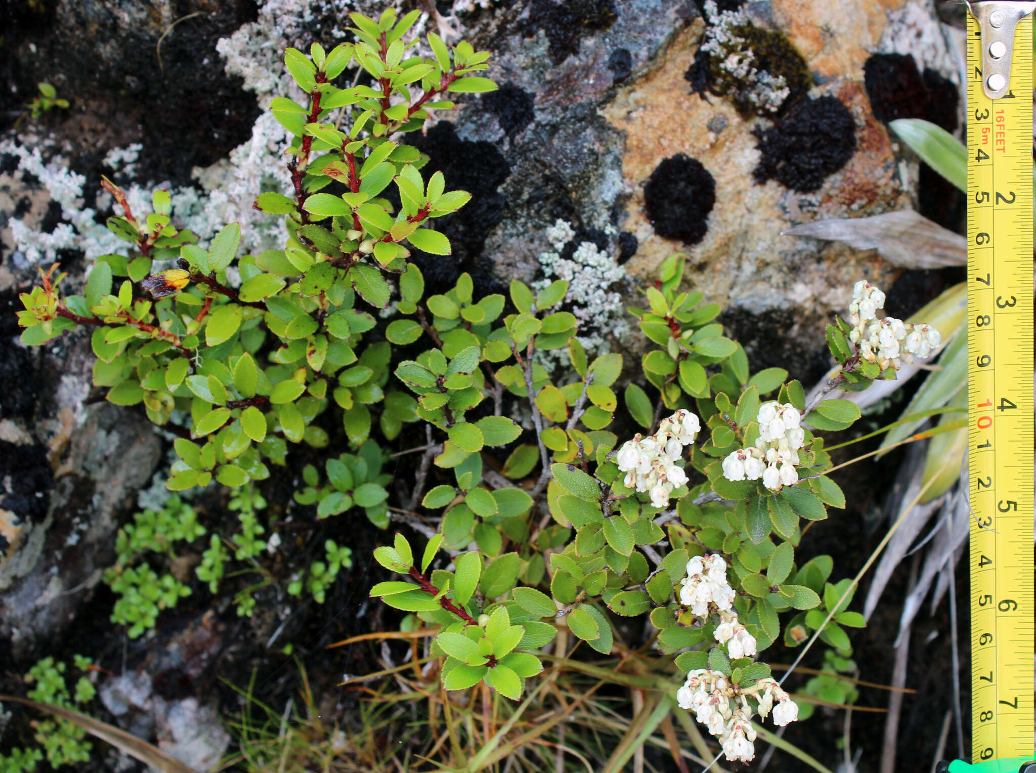 Image of Gaultheria crassa Allan