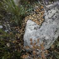 Image of Hewitt's Red Rock Hare