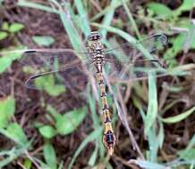 Image of Clubbed Talontail