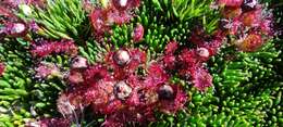 Image of Drosera uniflora Willd.