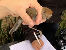 Image of Ruddy-capped Nightingale-Thrush