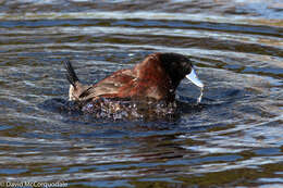 Слика од Oxyura australis Gould 1837