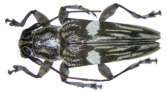 Image of <i>Trigonoptera bimaculata</i> Thomson 1865