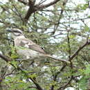 Image of Mimus longicaudatus platensis Chapman 1924