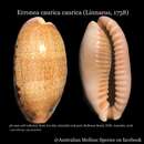 Image of Erronea caurica caurica (Linnaeus 1758)