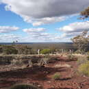 Image of Eucalyptus ebbanoensis subsp. ebbanoensis