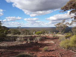 Image de Eucalyptus ebbanoensis subsp. ebbanoensis