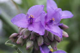 Слика од Tradescantia ohiensis Raf.