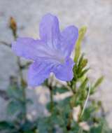 صورة Ruellia nudiflora var. nudiflora