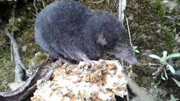Image of Colombian Small-eared Shrew