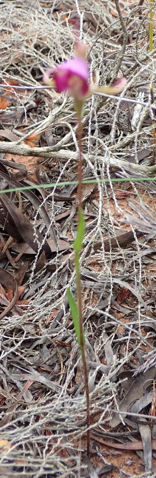 Image of Disperis capensis var. capensis