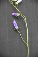 Image of Campanula collina Sims