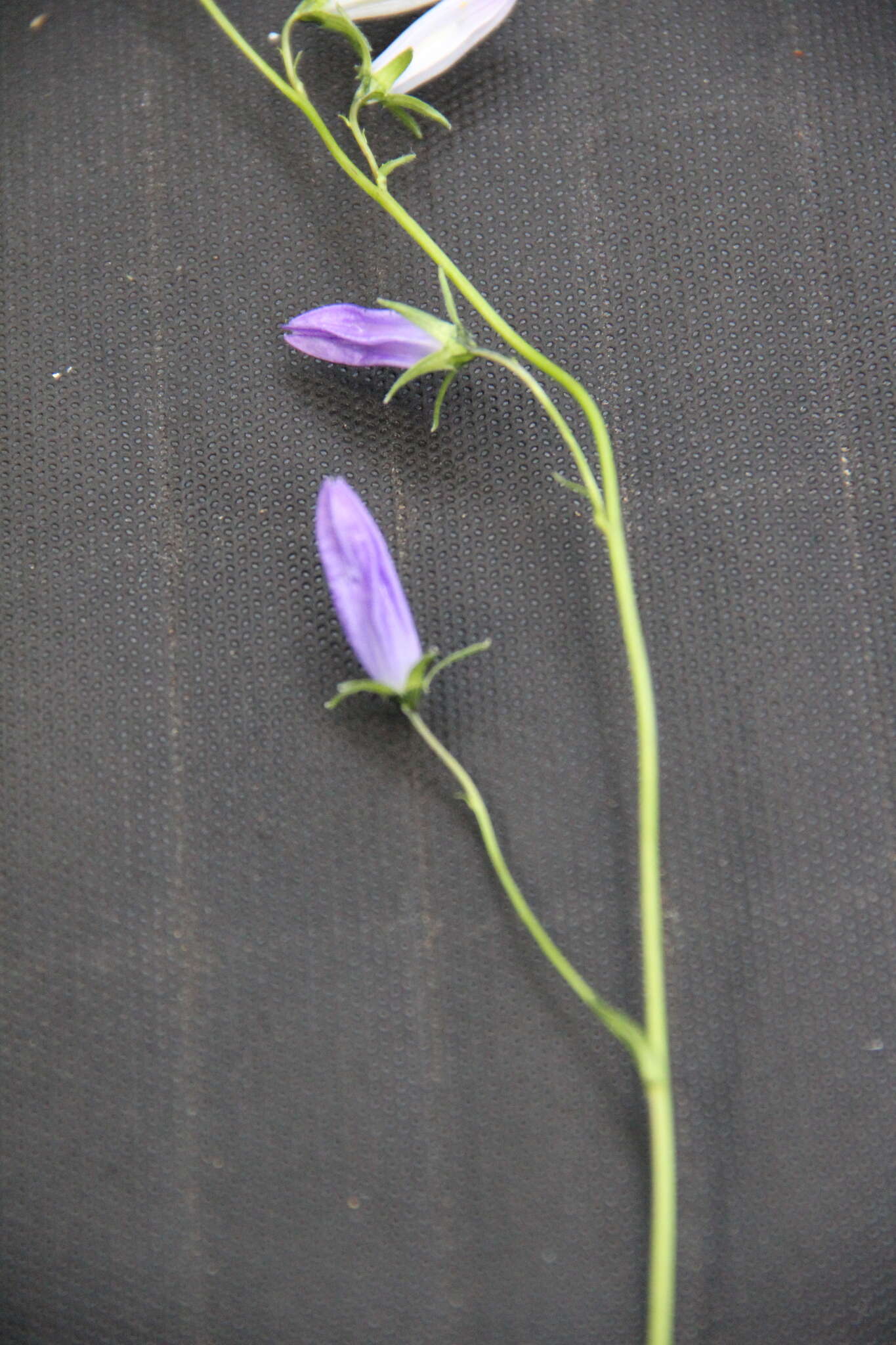 Image of Campanula collina Sims