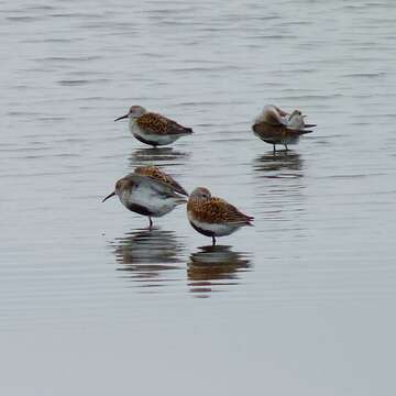 Image of Dunlin