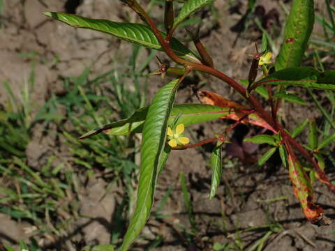 Image of Yerba-de-Jicotea