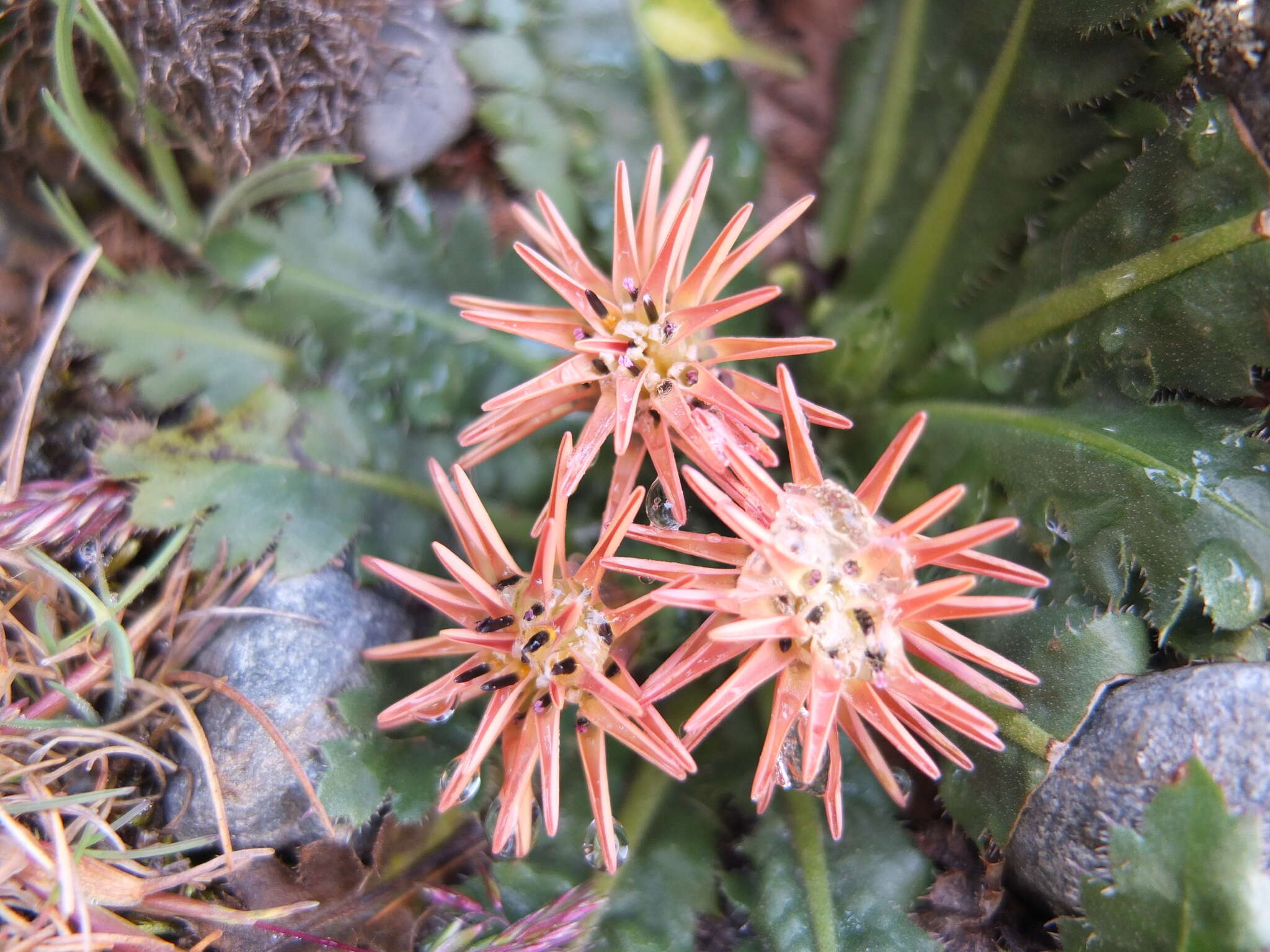 Image of Perezia pinnatifida (Humb. & Bonpl.) Wedd.