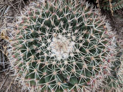 Image of little nipple cactus