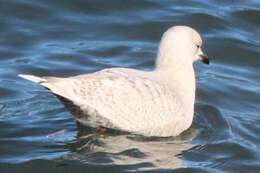 Image de Larus glaucoides kumlieni Brewster 1883