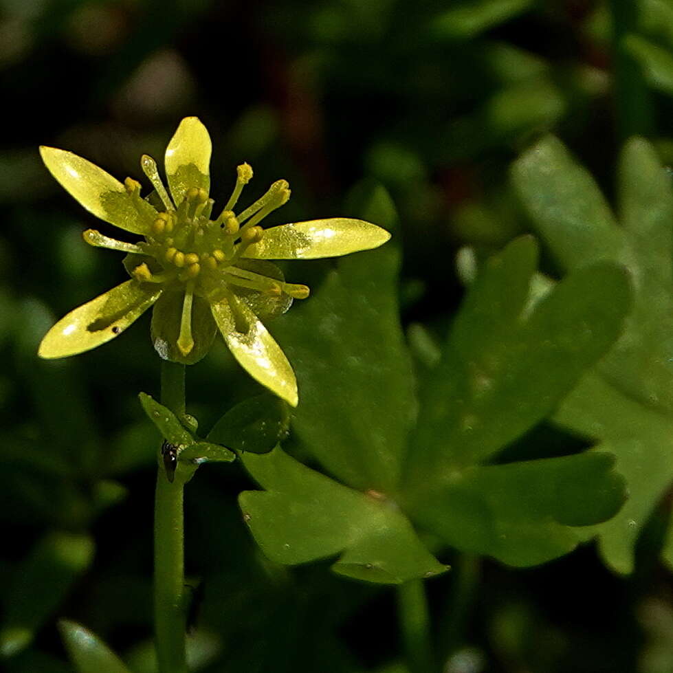 Image of Ranunculus amphitrichus Colenso