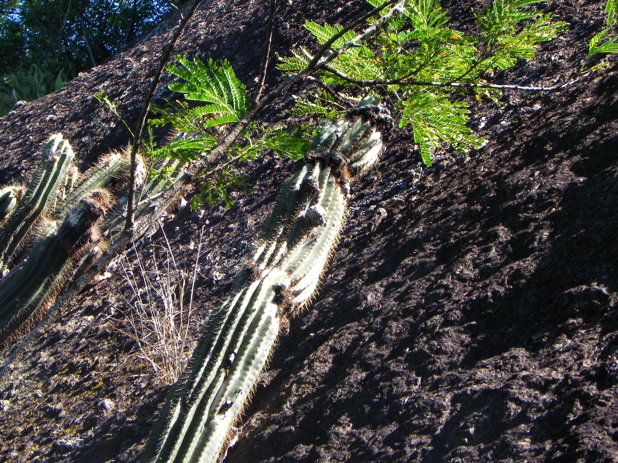 Imagem de Coleocephalocereus fluminensis (Miq.) Backeb.