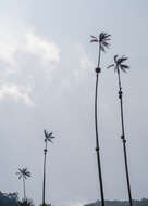 Image of Wax palm