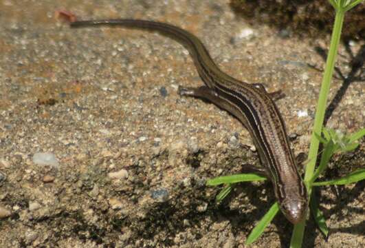 Image of Northern Prairie Skink