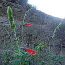 Imagem de Salvia tubiflora Sm.