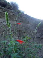 Salvia tubiflora Sm. resmi